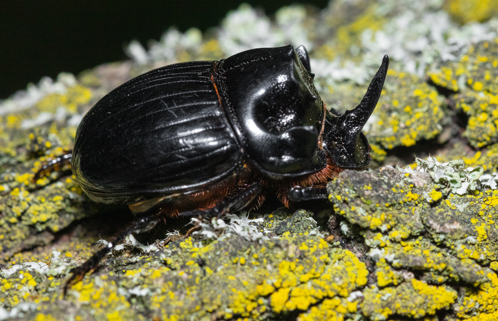 Copris lunaris - közönséges holdszarvú-ganéjtúró