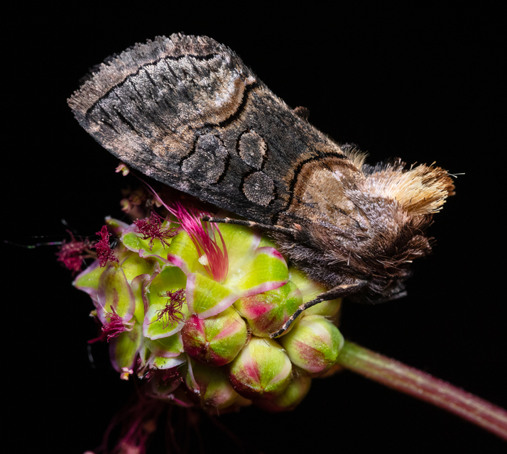 Abrostola triplasia - közönséges csalánbagoly