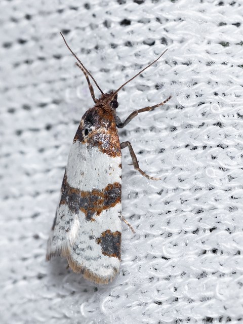 Periclepsis cinctana - galériás sodrómoly