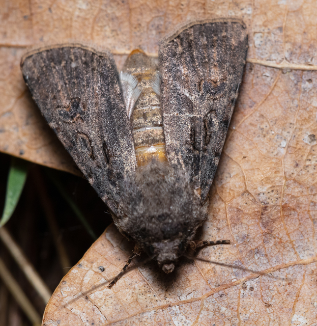 Agrotis segetum - vetési földibagoly