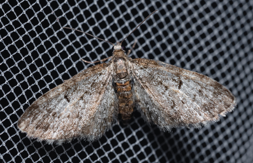 Eupithecia dodoneata - tölgy-törpearaszoló
