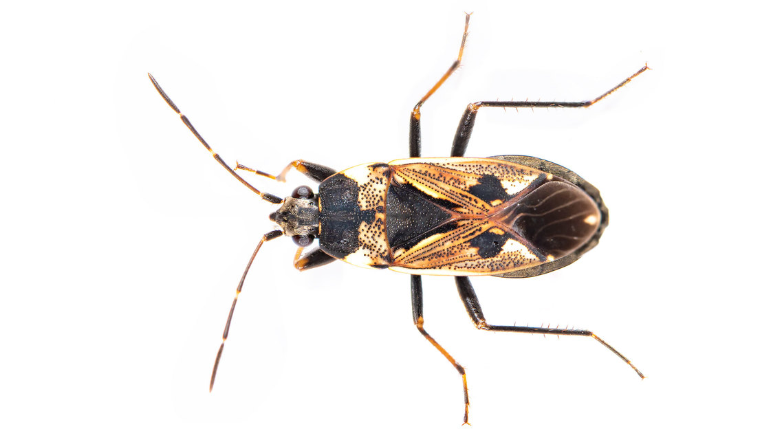 Rhyparochromus vulgaris - közönséges díszesbodobács