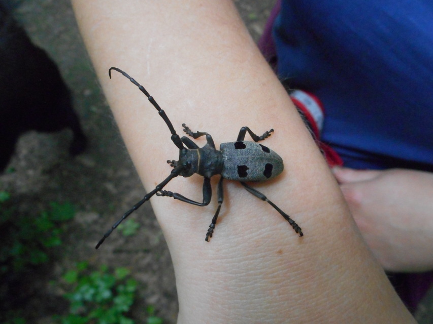 Morimus asper funereus - gyászcincér