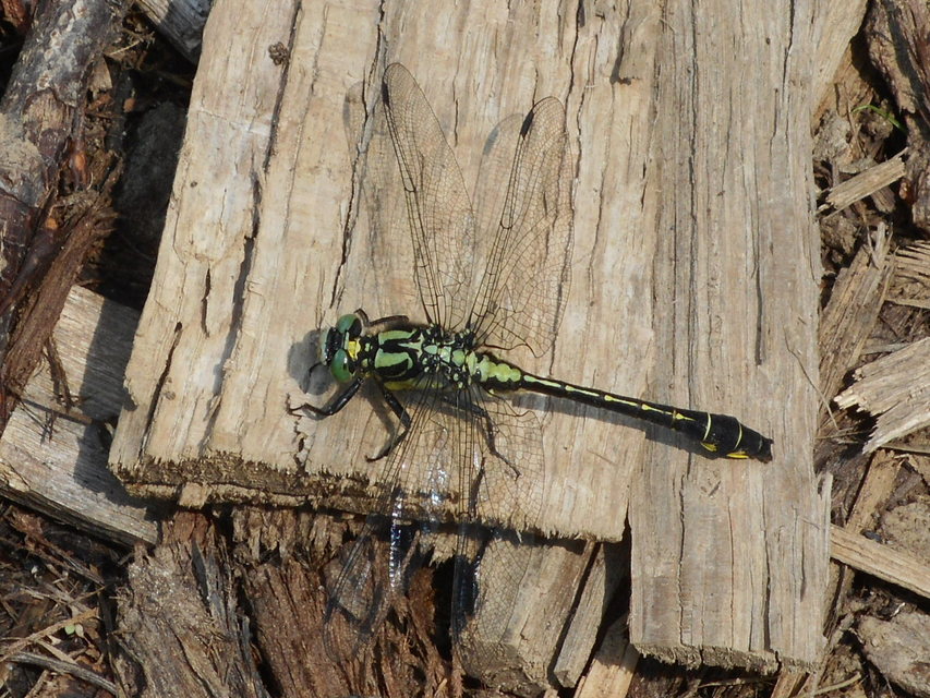 Gomphus vulgatissimus - feketelábú folyami-szitakötő