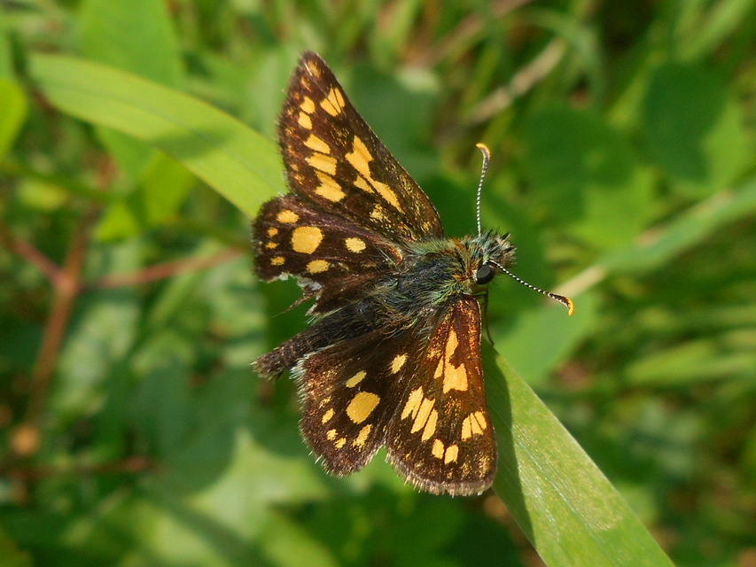 Carterocephalus palaemon - kockás busalepke