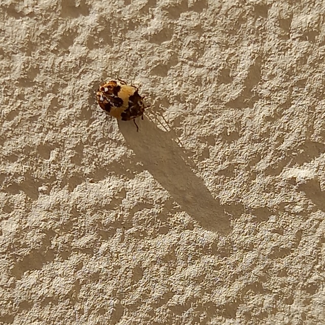 Anthrenus isabellinus
