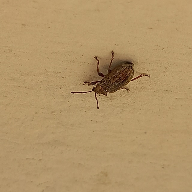 Phyllobius pyri - gyümölcsfa-levélormányos
