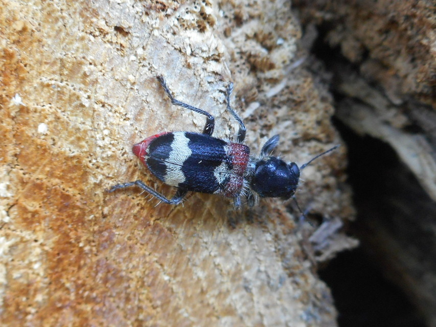 Clerus mutillarius - feketenyakú szúfarkas