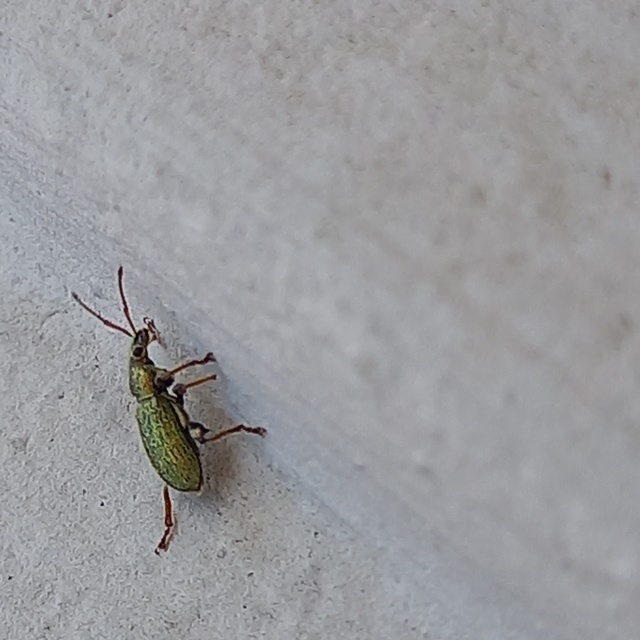 Phyllobius maculicornis - galagonya-levélormányos