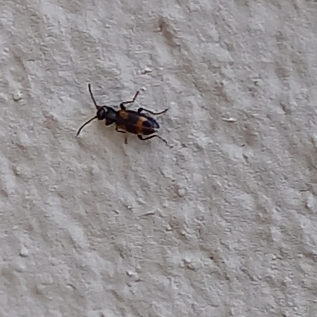 Anthicus antherinus - közönséges fürgebogár
