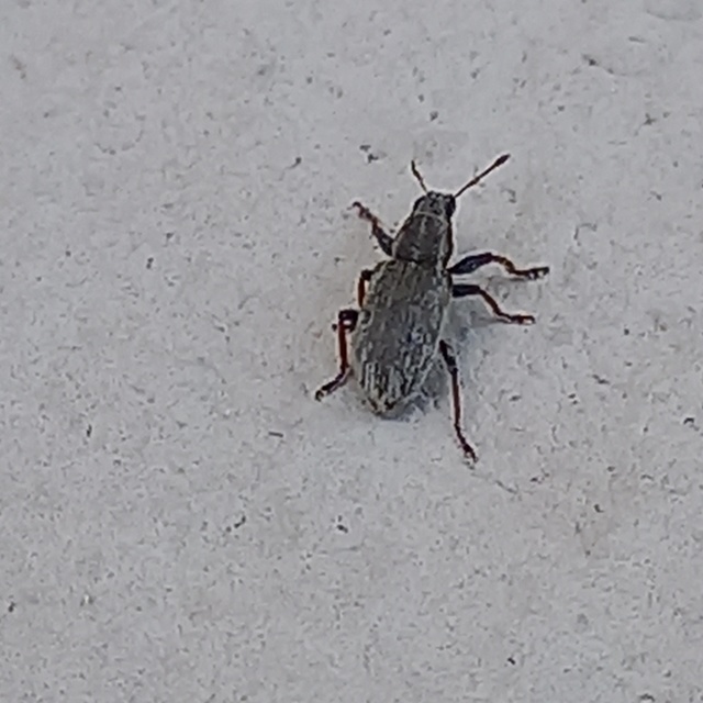 Sitona humeralis - lucerna-csipkézőbogár