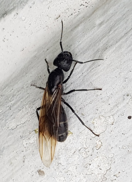 Camponotus vagus - fekete lóhangya