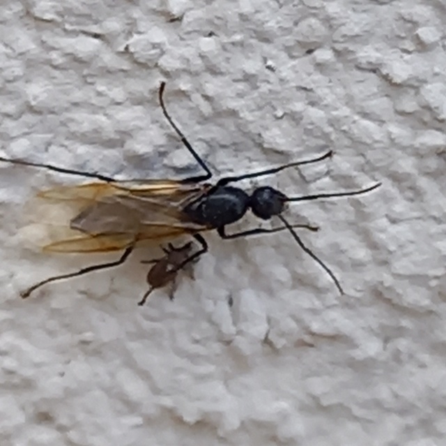 Camponotus vagus - fekete lóhangya
