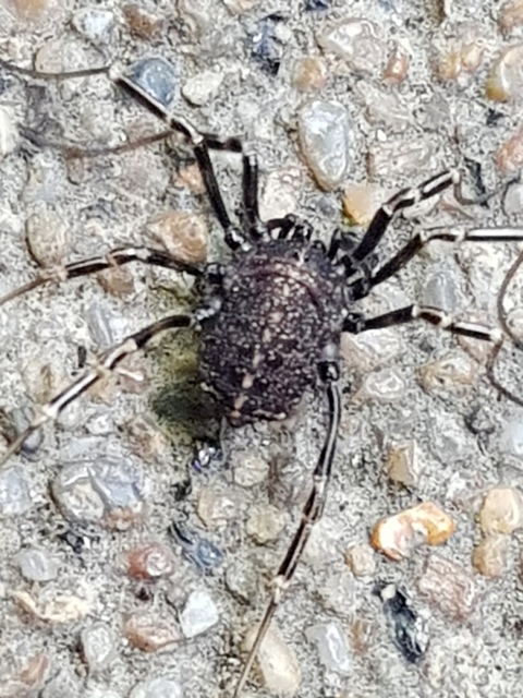 Egaenus convexus