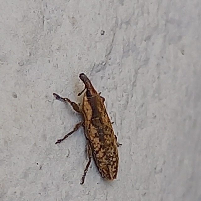 Lixus subtilis - disznóparéj-dudvabarkó
