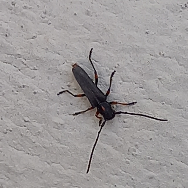 Phytoecia pustulata - parányi fűcincér