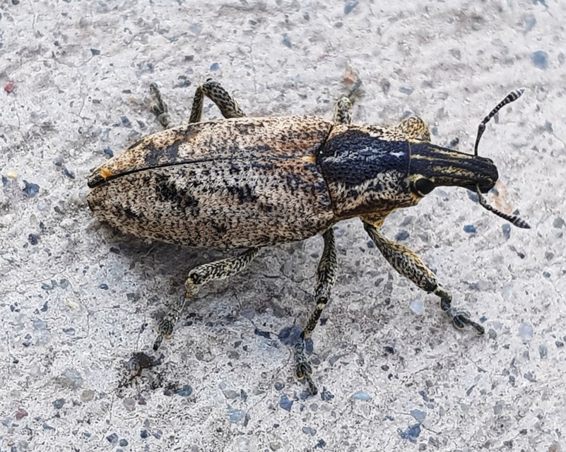 Cleonis pigra - közönséges bogáncsbarkó