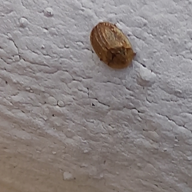 Hypocassida