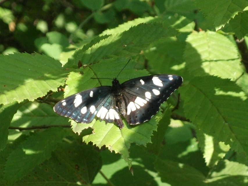 Limenitis reducta - kék lonclepke
