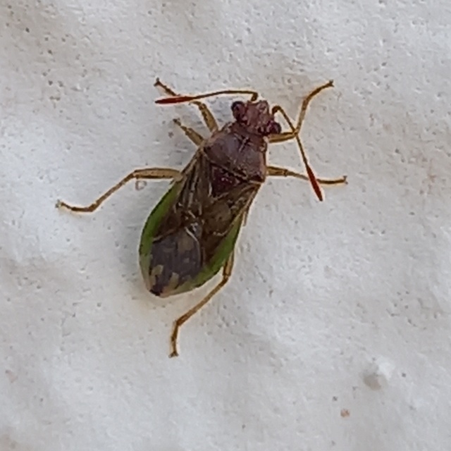 Rhopalus parumpunctatus - közönséges üvegszárnyú-poloska