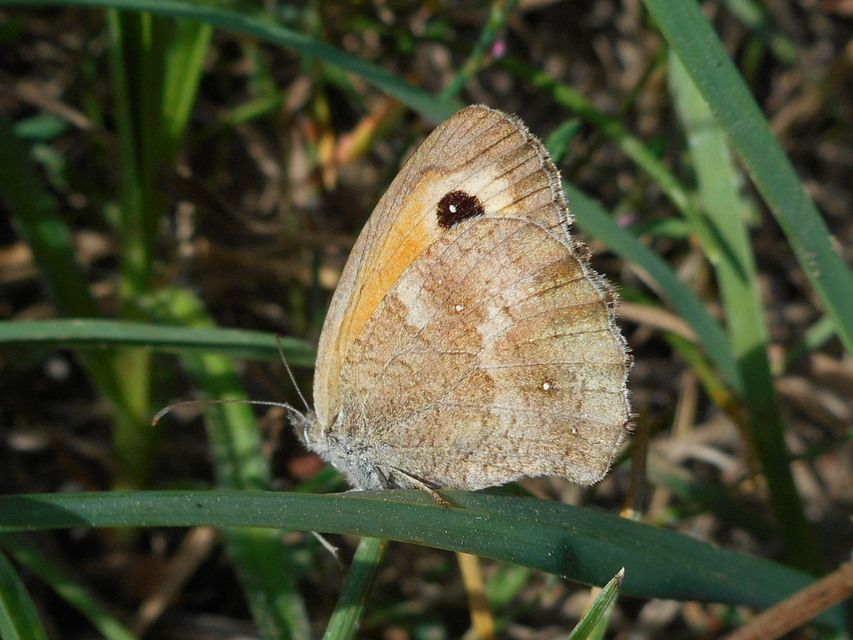 Pyronia tithonus - kis ökörszemlepke