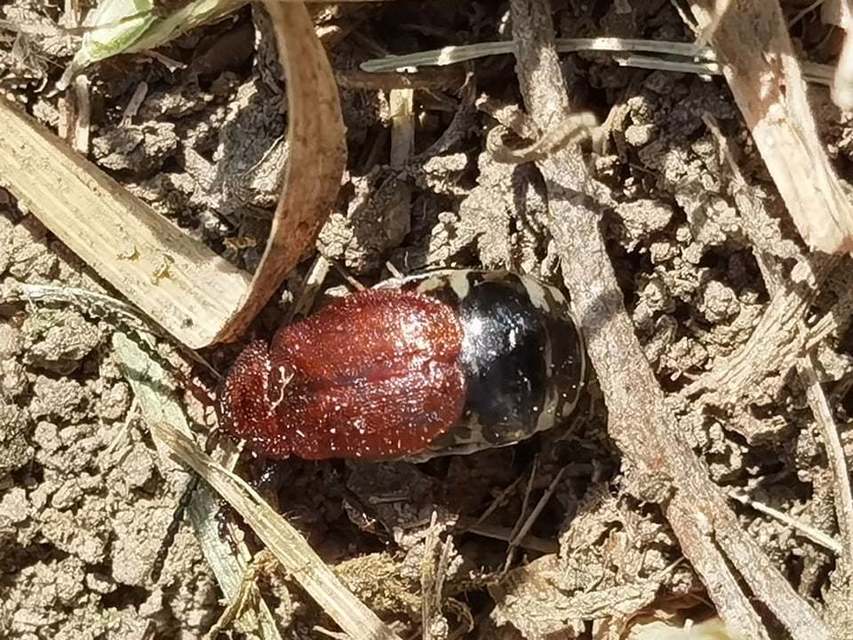 Galeruca rufa - vörös olajosbogár