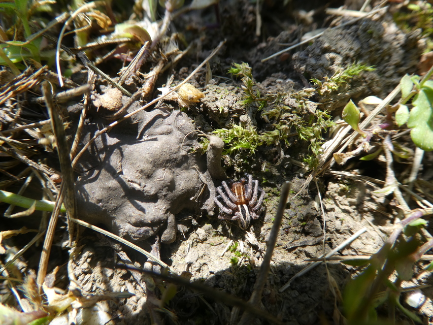 Thanatus arenarius