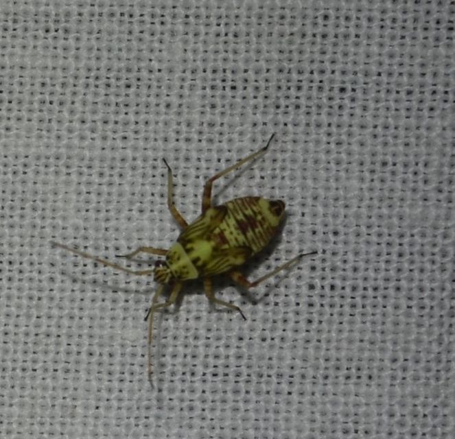 Rhabdomiris striatellus - zebra-mezeipoloska