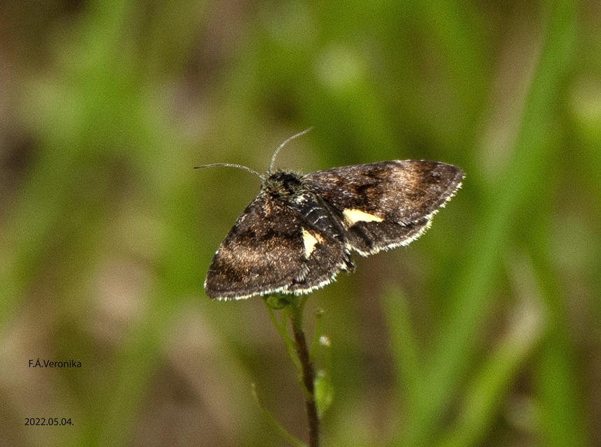 Panemeria tenebrata - apró sárgabagoly