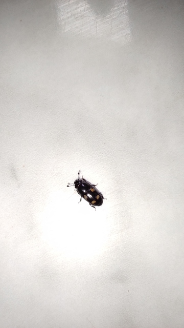 Glischrochilus quadrisignatus - amerikai fénybogár Glischrochilus quadrisignatus - amerikai fénybogár