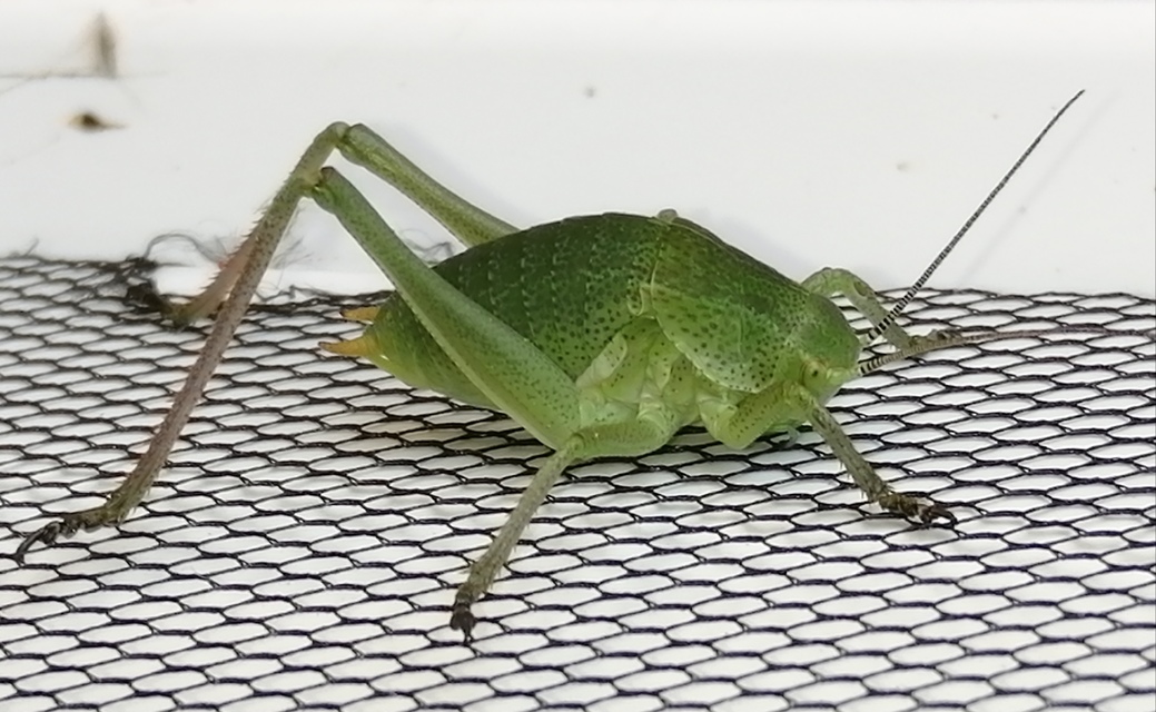 Polysarcus denticauda - fogasfarkú szöcske