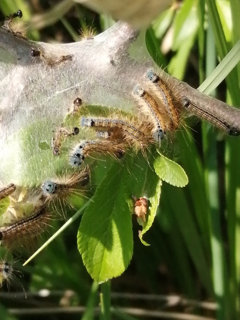 Malacosoma neustria - gyűrűsszövő