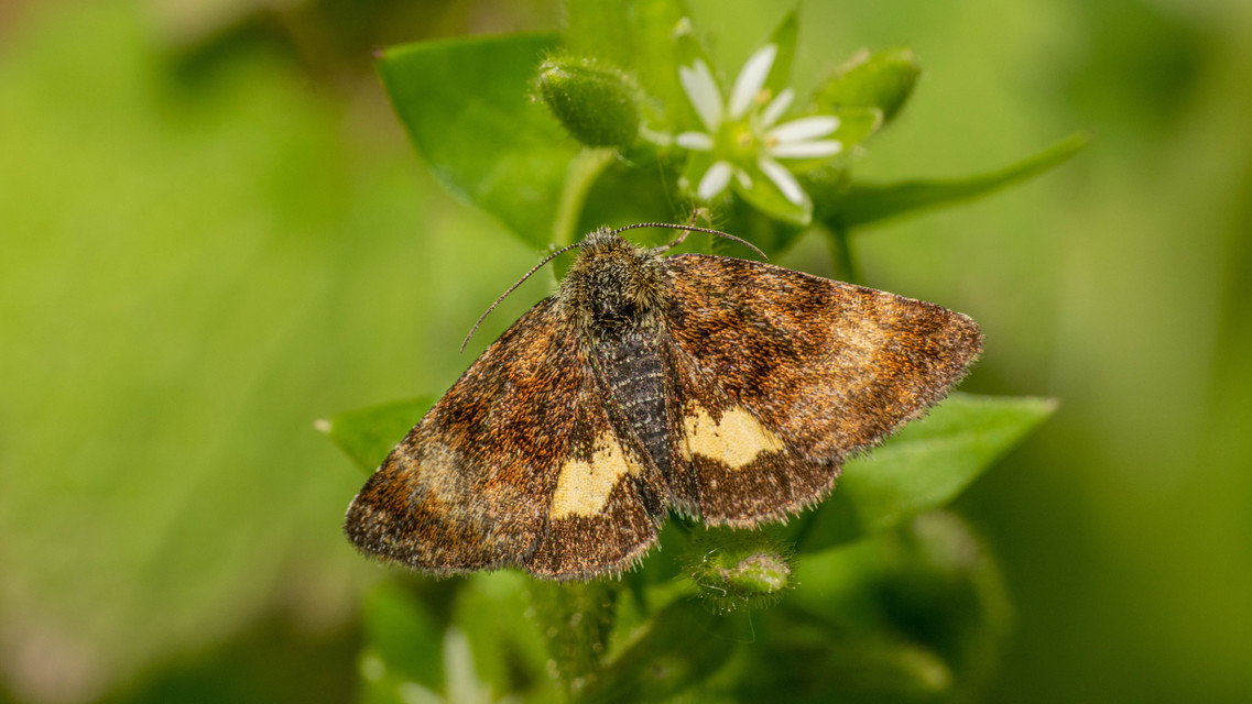 Panemeria tenebrata - apró sárgabagoly