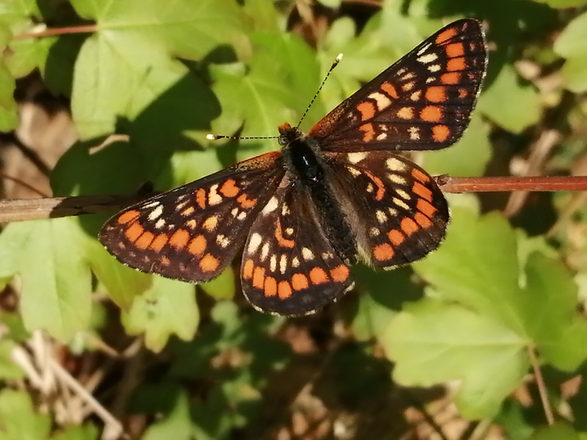 Euphydryas maturna - díszes tarkalepke
