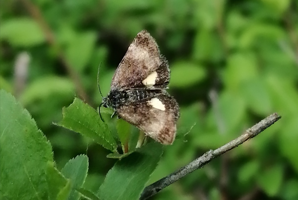 Panemeria tenebrata - apró sárgabagoly