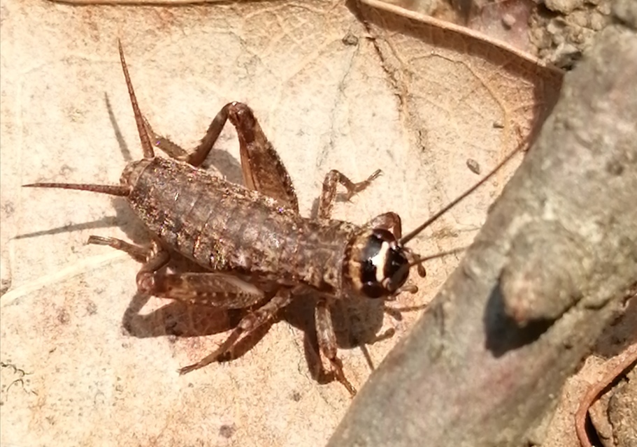 Modicogryllus