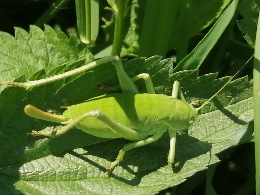 Polysarcus denticauda - fogasfarkú szöcske