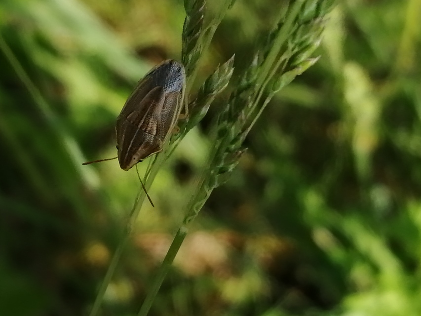 Aelia acuminata - közönséges szipolypoloska Aelia acuminata - közönséges szipolypoloska