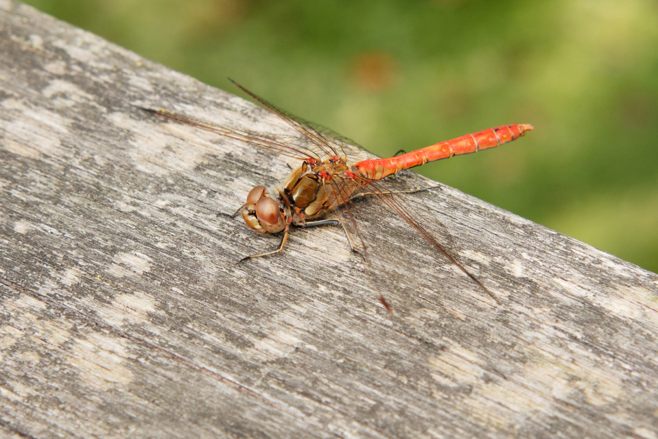 Sympetrum vulgatum - barkós katona-szitakötő