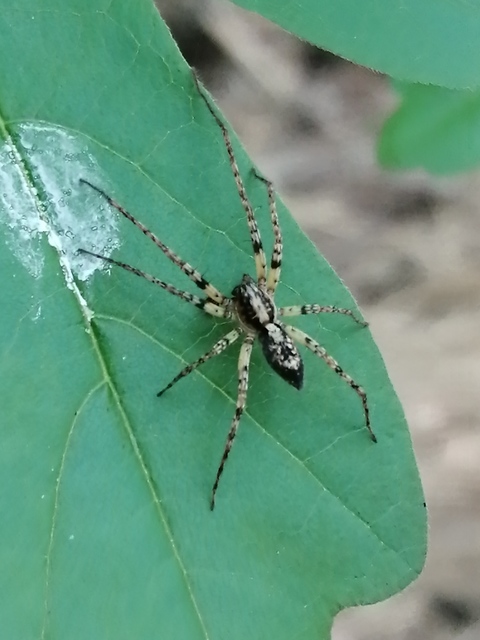 Anyphaena accentuata - jegyespók