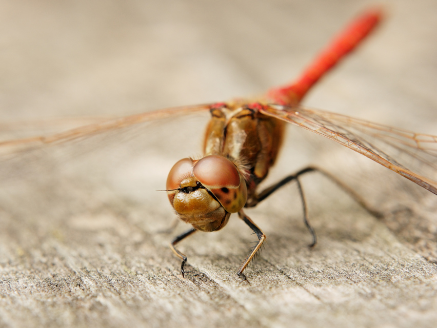 Sympetrum vulgatum - barkós katona-szitakötő