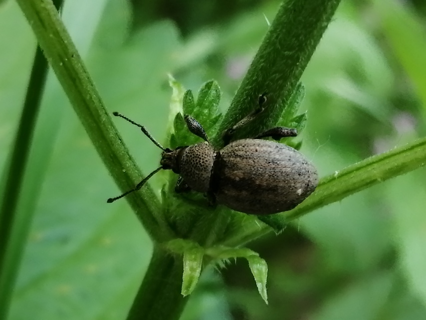 Otiorhynchus ligustici - vincellér-gyalogormányos