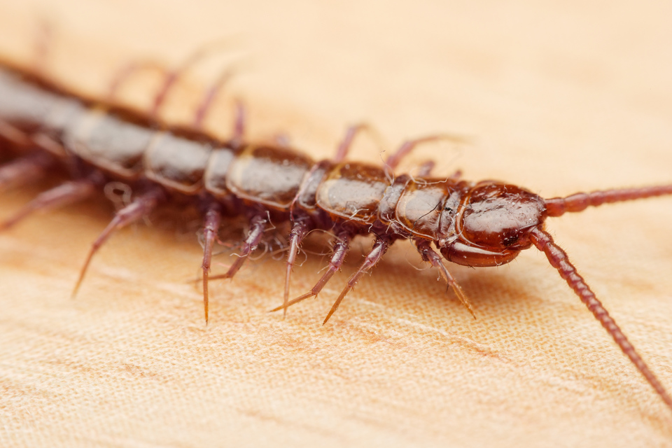 Lithobius