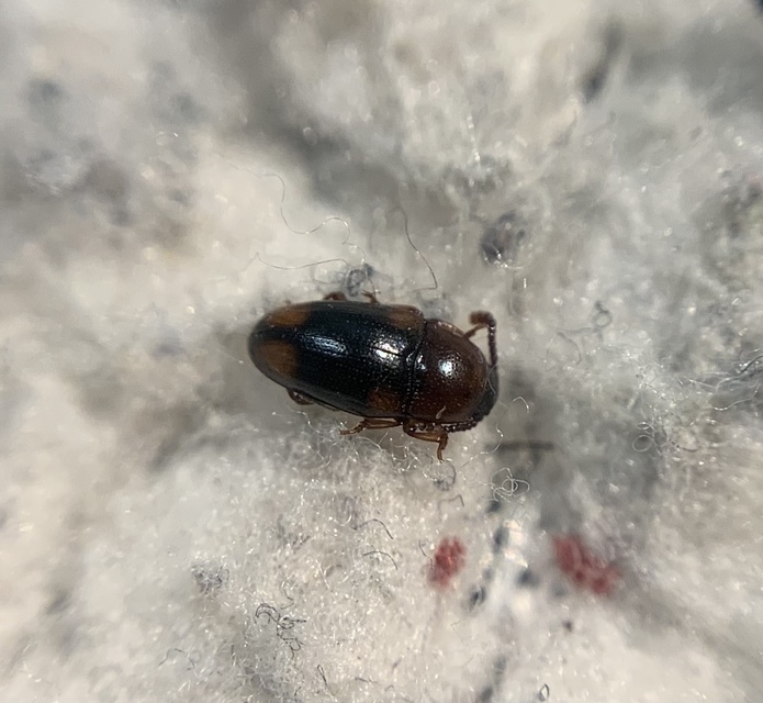 Combocerus glaber - földi tarbogár