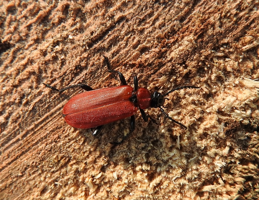 Pyrochroa coccinea - nagy bíborbogár