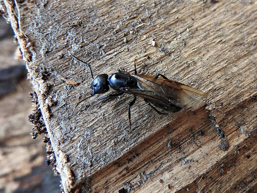 Camponotus vagus - fekete lóhangya