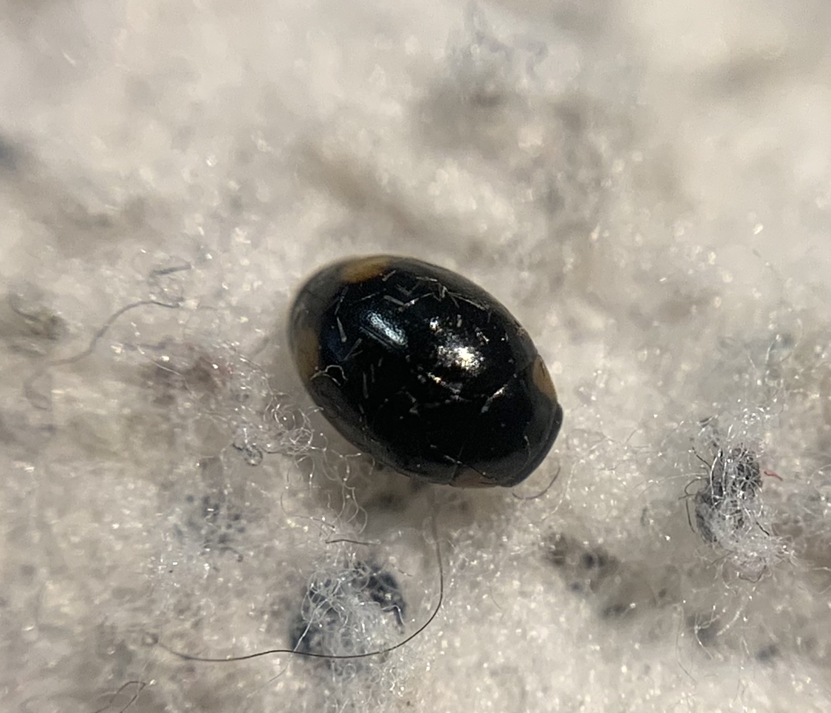 Hyperaspis reppensis - tojásdad szerecsenböde