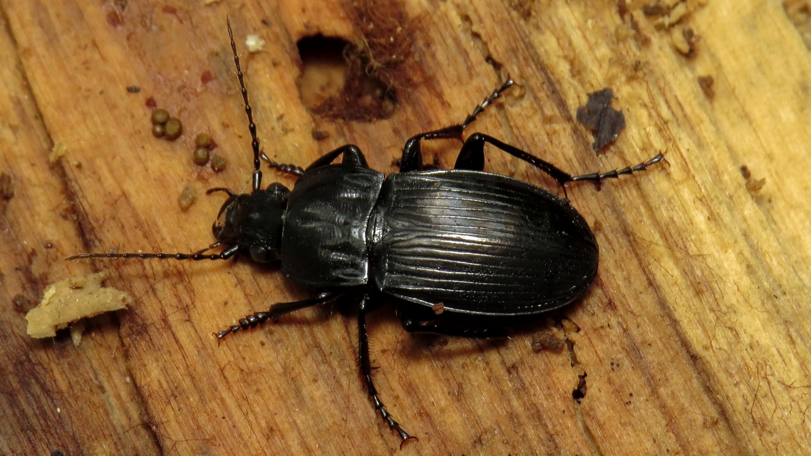 Abax parallelepipedus - félbordás szélesfutó