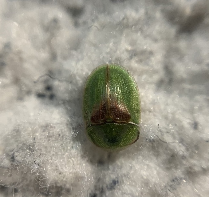 Cassida