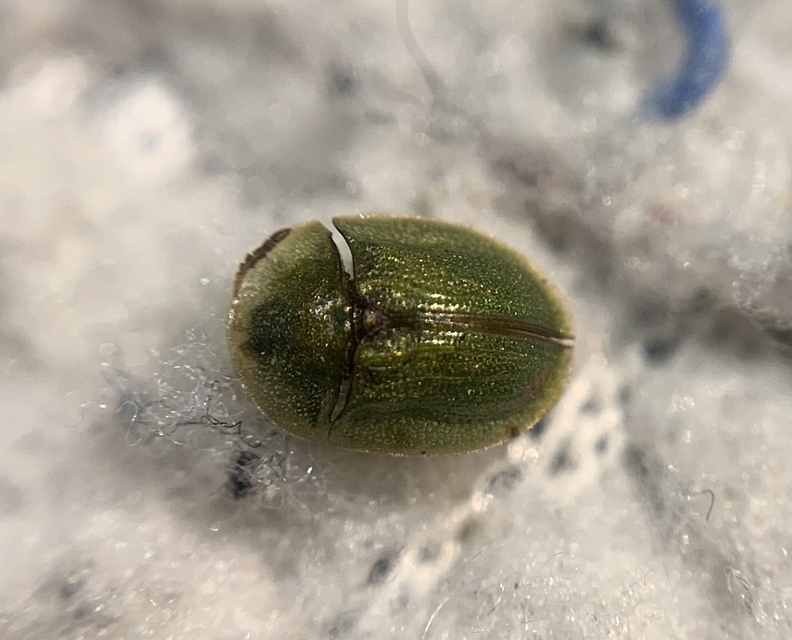 Cassida